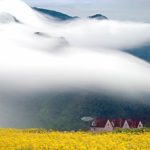 tr-a-yellow-dreamscape-hidden-from-reality