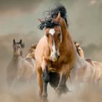 w-mustang-teases-new-model-with-powerful-promo